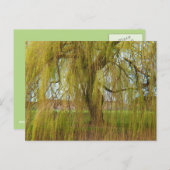 Willow in der Breeze Postkarte (Vorne/Hinten)