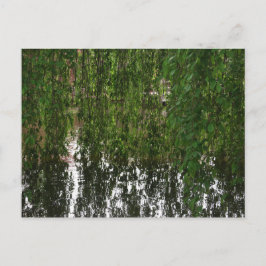 Willow mit Postkarte für den Teich