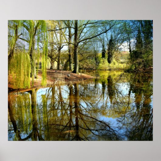 Willow Pond Water Reflection Poster (Vorne)