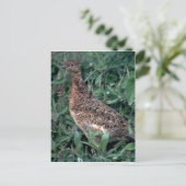 Willow ptarmigan, hen im Sommer Postkarte (Stehend Vorderseite)