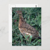 Willow ptarmigan, hen im Sommer Postkarte (Vorne/Hinten)