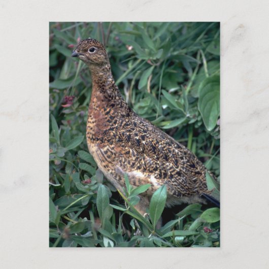 Willow ptarmigan, hen im Sommer Postkarte (Vorderseite)
