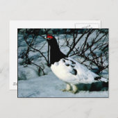 Willow Ptarmigan Postkarte (Vorne/Hinten)