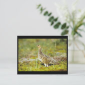 Willow ptarmigan postkarte (Stehend Vorderseite)