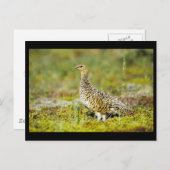 Willow ptarmigan postkarte (Vorne/Hinten)