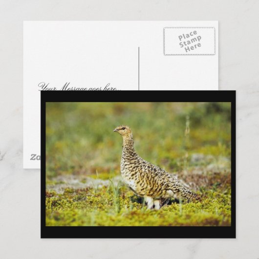 Willow ptarmigan postkarte (Vorne/Hinten)