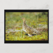 Willow ptarmigan postkarte (Vorderseite)