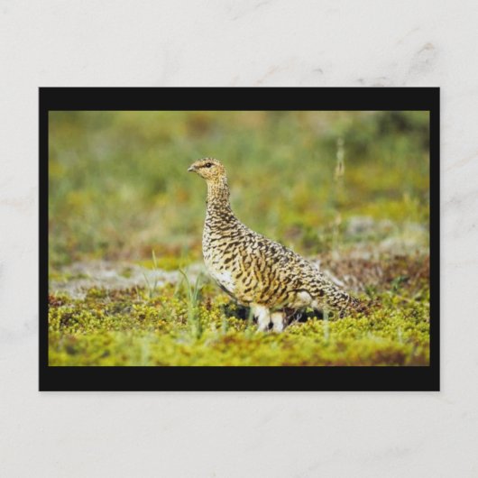 Willow ptarmigan postkarte (Vorderseite)