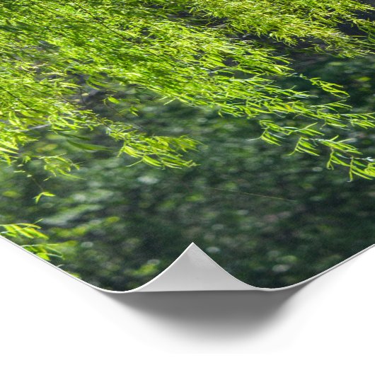 Willow Tree Green Nature Poster (Ecke)