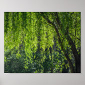 Willow Tree Green Nature Poster (Vorne)