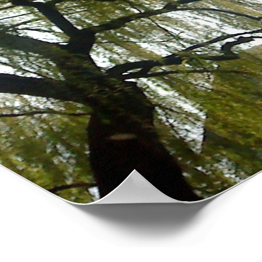 Willow Tree Poster (Ecke)