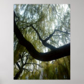 Willow Tree Poster (Vorne)