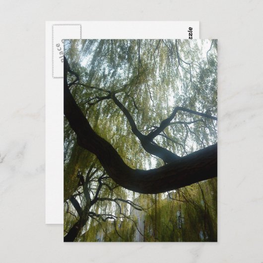 Willow Tree Postkarte (Vorne/Hinten)