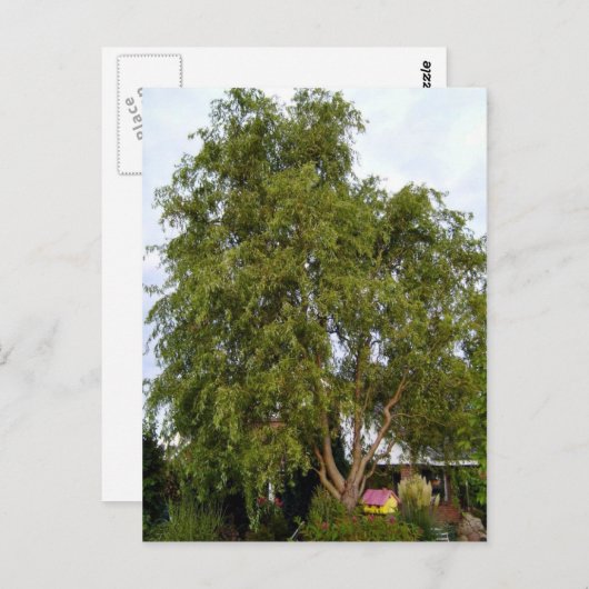 Willow Tree Postkarte (Vorne/Hinten)