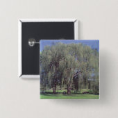 Willow Tree Square Button (Vorne & Hinten)