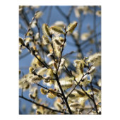 WILLOW TREM FOTODRUCK (Vorne)