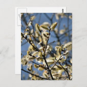 WILLOW TREM POSTKARTE (Vorne/Hinten)