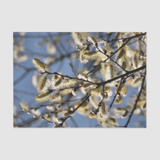 WILLOW TREM SEIDENPAPIER (Vorderseite)