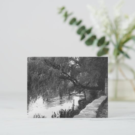 Willow über dem Fluss Postkarte (Stehend Vorderseite)