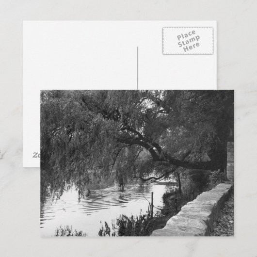 Willow über dem Fluss Postkarte (Vorne/Hinten)