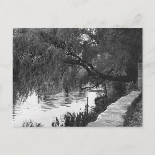 Willow über dem Fluss Postkarte