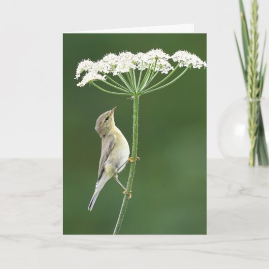Willow Warbler Karte (Vorderseite)