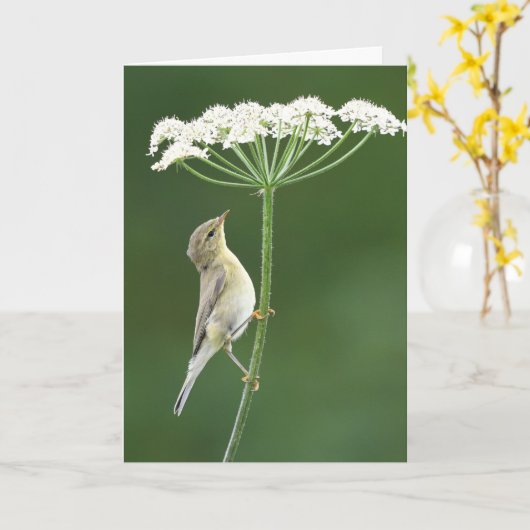Willow Warbler Karte (Gelbe Blume)