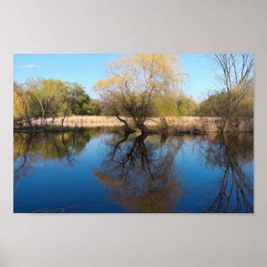 Willows Reeds and Pond im Frühling Poster (Vorne)