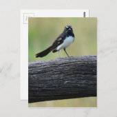 WILLWAGTAIL AUF FENCE QUEENSLAND AUSTRALIA POSTKARTE (Vorne/Hinten)
