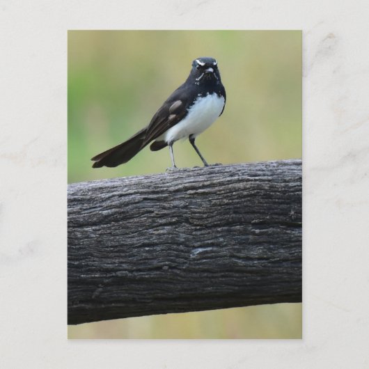 WILLWAGTAIL AUF FENCE QUEENSLAND AUSTRALIA POSTKARTE (Vorderseite)