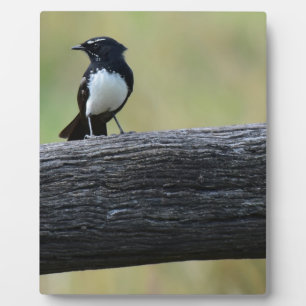 WILLWAGTAIL LÄNDLICHE QUEENSLAND AUSTRALIEN FOTOPLATTE