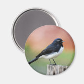 Willy Wagtail - Australian Bird Art Magnet (Vorderseite/Rückseite)