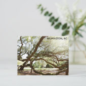 Wilmington North Carolina Airlie Gardens Live Oak Postkarte (Stehend Vorderseite)