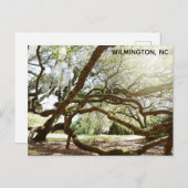 Wilmington North Carolina Airlie Gardens Live Oak Postkarte (Vorne/Hinten)