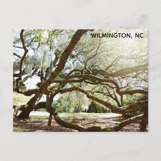 Wilmington North Carolina Airlie Gardens Live Oak Postkarte (Vorderseite)