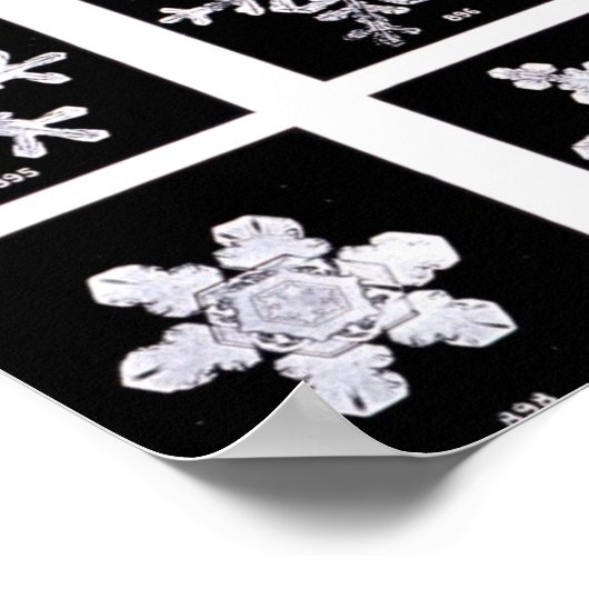Wilson Bentley Snowflakes Poster (Ecke)