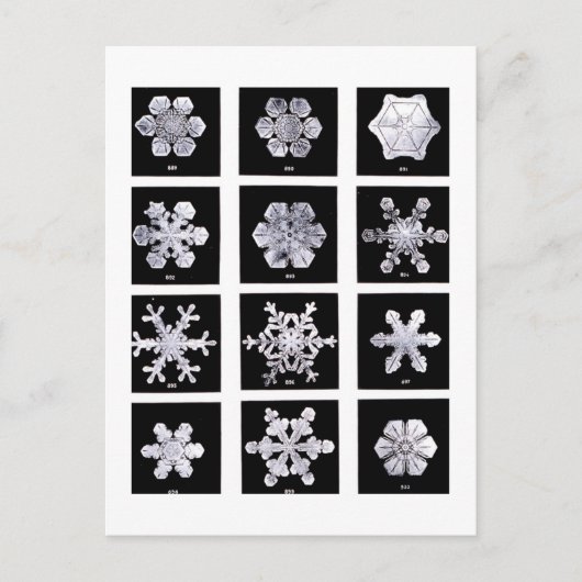Wilson Bentley Snowflakes Postkarte (Vorderseite)