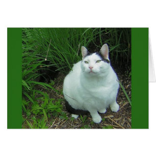 Wilson u. UFO-Anvisieren