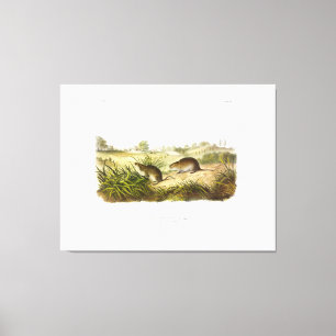 Wilson's Meadow Mouse (Meadow Vole) von Audubon Leinwanddruck