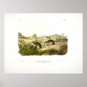 Wilson's Meadow Mouse (Meadow Vole) von Audubon Poster