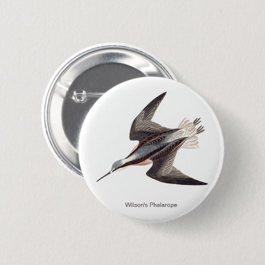Wilsons Phalarope von John James Audubon, Button (Vorne & Hinten)