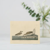 Wilson's Plover von Audubons Vögeln von Amerika Postkarte (Stehend Vorderseite)