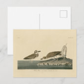Wilson's Plover von Audubons Vögeln von Amerika Postkarte (Vorne/Hinten)