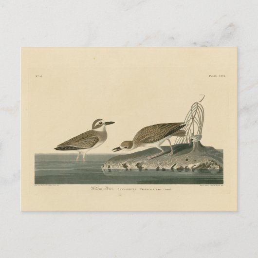 Wilson's Plover von Audubons Vögeln von Amerika Postkarte (Vorderseite)