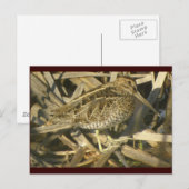 Wilson's Snipe Postcard Postkarte (Vorne/Hinten)