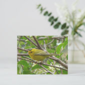 Wilson's Warbler 1 Postkarte (Stehend Vorderseite)