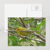 Wilson's Warbler 1 Postkarte (Vorne/Hinten)
