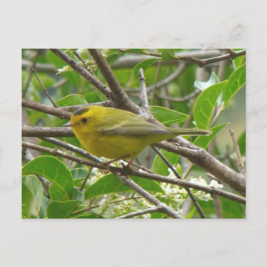 Wilson's Warbler 1 Postkarte (Vorderseite)