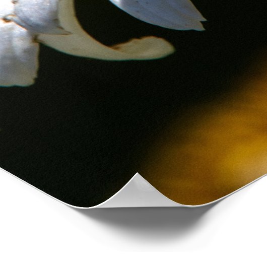 Wilted Poster (Ecke)