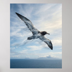 Wind-Albatros Endloser Ozean Poster